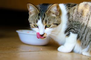 Qué recomiendan los especialistas para alimentar a los gatos en sus primeros años de vida y adultez (Foto de carácter ilustrativo)