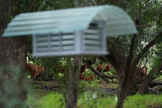Qué saber para proteger a las mascotas de la mosca del gusano barrenador del Nuevo Mundo