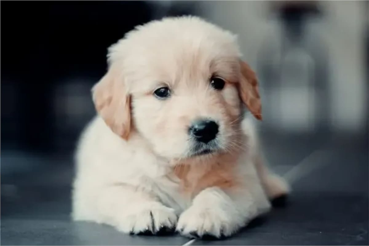 Qué se debe tener en cuenta en los primeros meses de vida de los perros