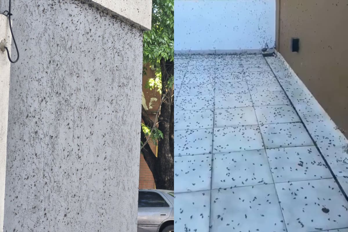 Qué se sabe de las hormigas voladoras que invadieron la Ciudad y el conurbano
