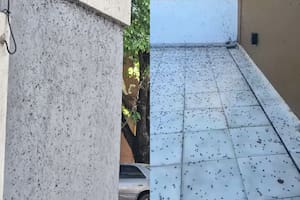 Qué se sabe de las hormigas voladoras que invadieron la Ciudad y el conurbano