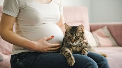 Qué sienten los gatos cuando una mujer está embarazada