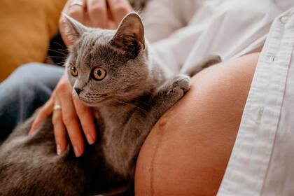 Qué sienten los gatos cuando una mujer está embarazada