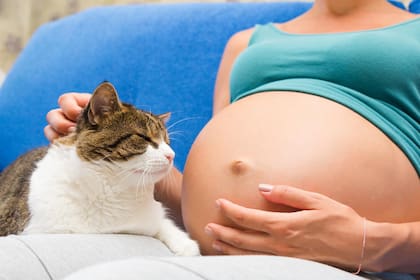 Qué sienten los gatos cuando una mujer está embarazada