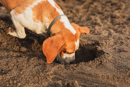 Qué significa cuando un perro excava un pozo