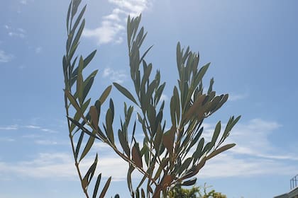 Qué significa el ramo de olivo en Semana Santa
