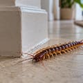 Qué significa que aparezcan ciempiés en tu casa y cuándo deberías preocuparte