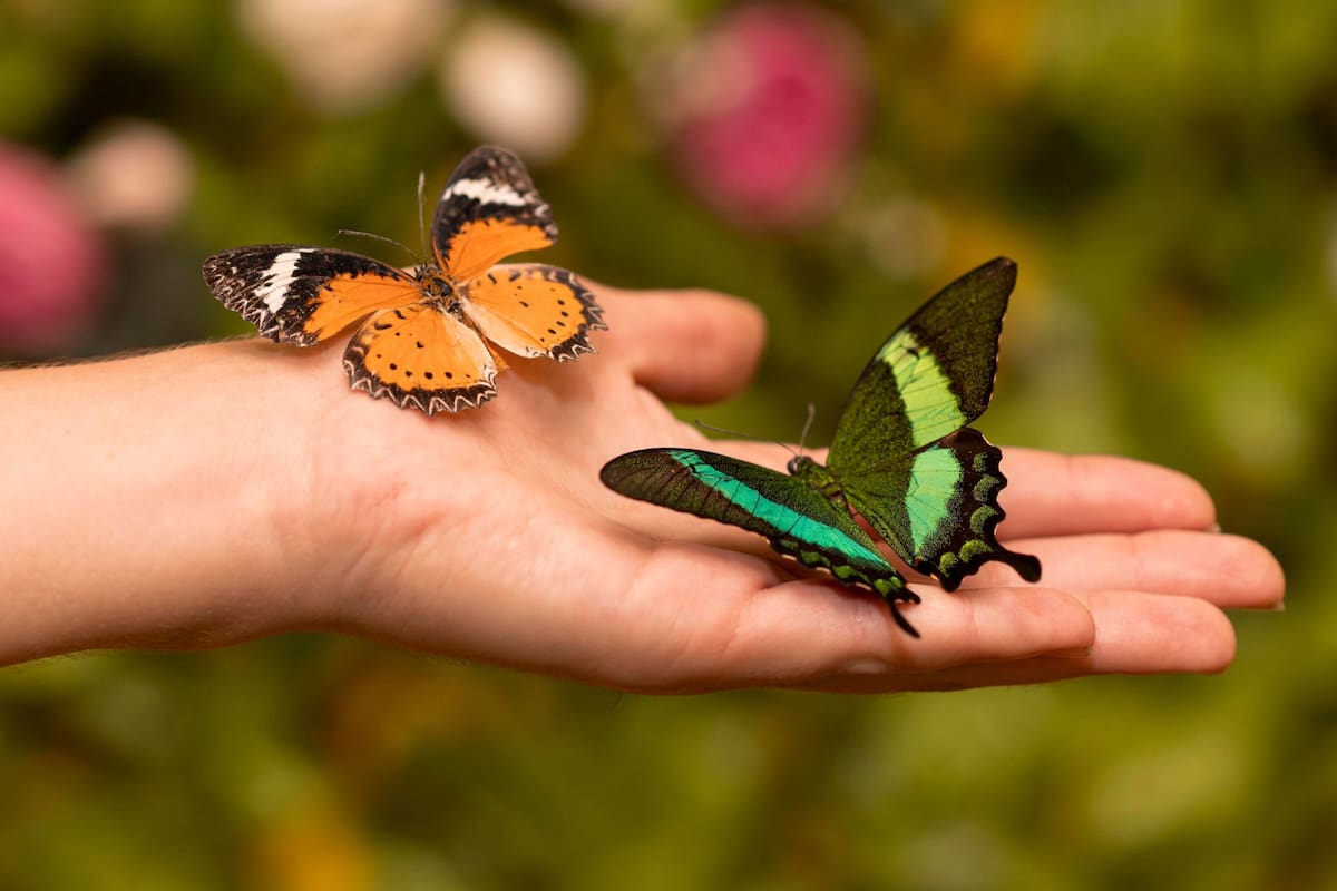 Qué significa la presencia de mariposas en el hogar desde la ciencia y la cultura