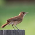 Qué significa que un hornero aparezca en tu jardín o cerca de tu casa