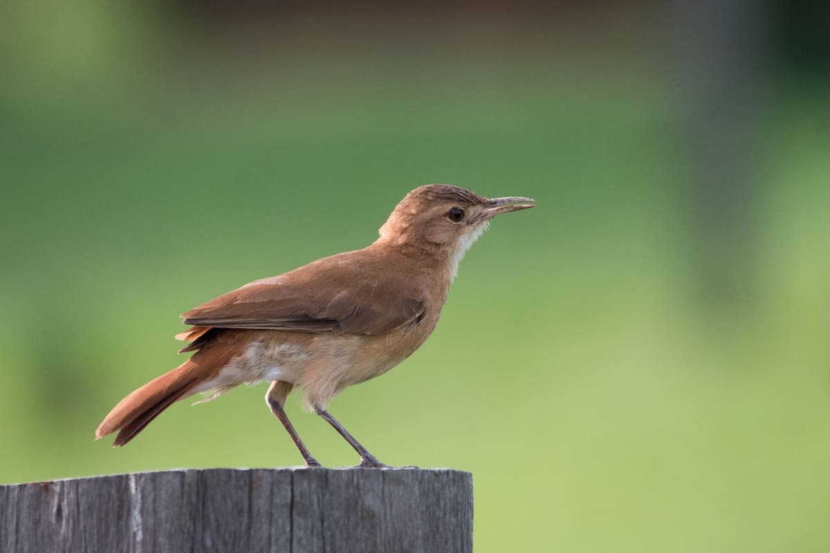 Qué significa que el hornero aparezca en tu casa o jardín