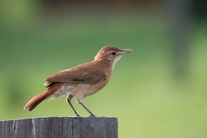 Qué significa que un hornero aparezca en tu jardín o cerca de tu casa