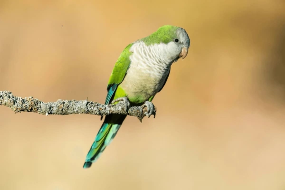 Qué significa que las cotorras aparezcan con frecuencia en tu jardín