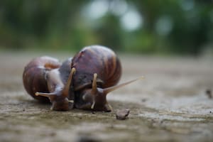 Qué significa tener un caracol en tu jardín o casa y por qué deberías prestar atención
