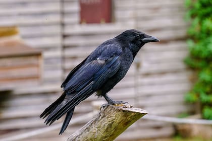 Qué significa que los cuervos visiten tu jardín y por qué puede ser algo positivo