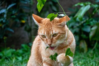 Qué significa que mi gato maúlle aunque tenga comida, según especialistas
