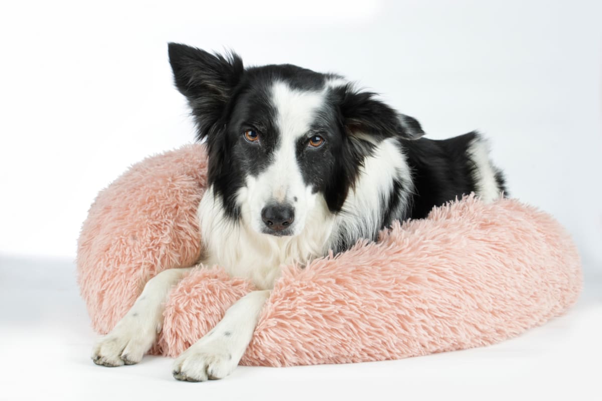 ¿Qué significa que mi perro rasque su cama?