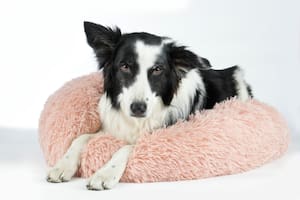 ¿Qué significa que mi perro rasque su cama?