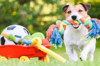 ¿Qué significa que mi perro rasque su cama?