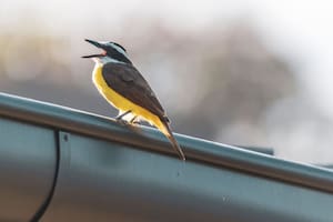 Qué significa escuchar benteveos en tu jardín y por qué no deberías alejarlos