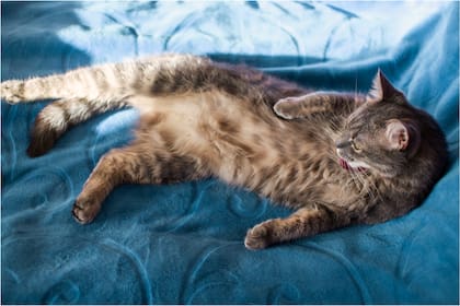 Qué significa que un gato se estire