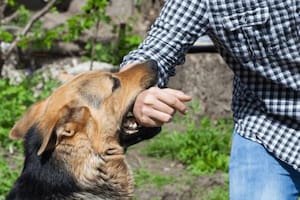 Qué significa que un perro de mordiscos suaves