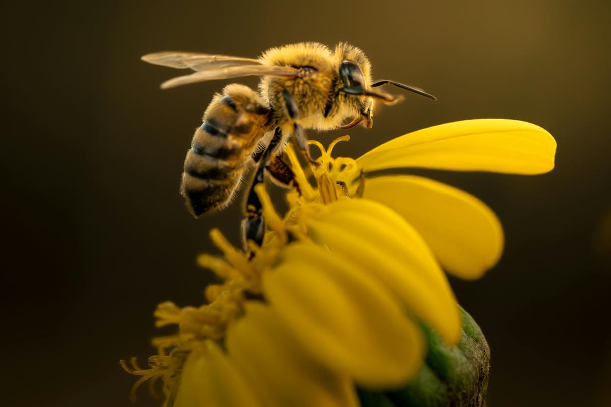 Qué significa que una abeja aparezca en tu jardín
