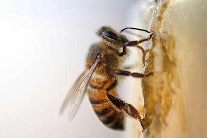 Qué significa que una abeja esté rondando tu casa