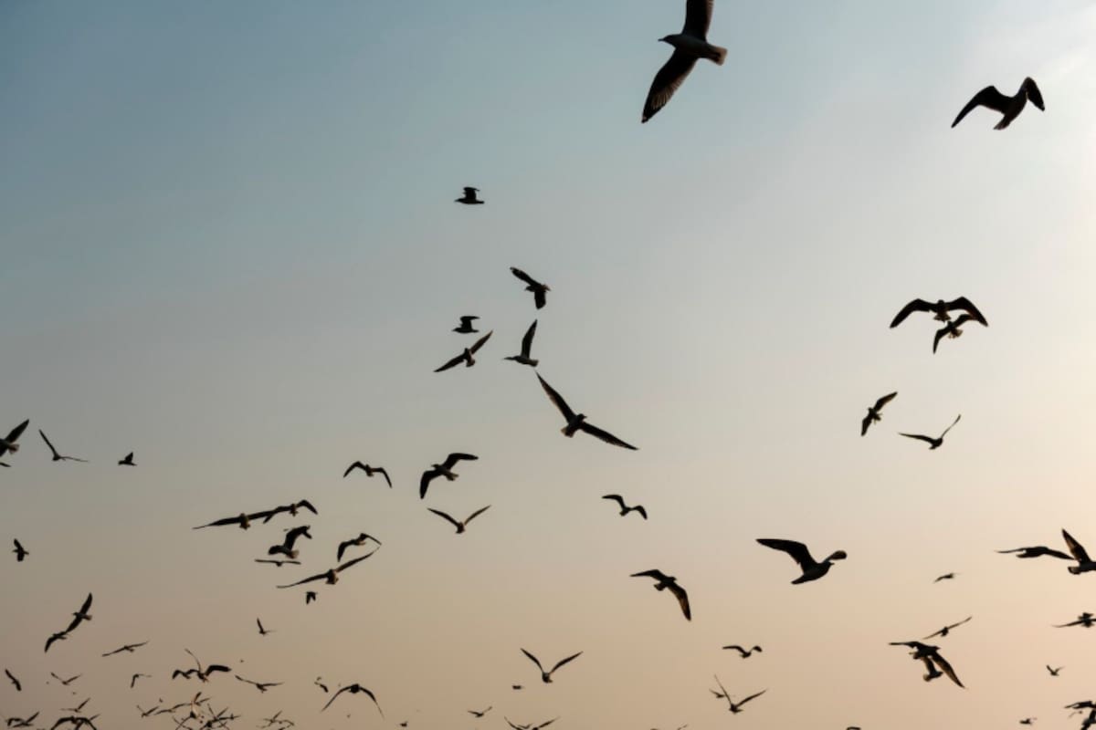 Qué significa ver pájaros volando en bandada (Foto: Freepik)