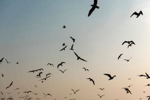 Qué significa que los pájaros vuelen todos juntos