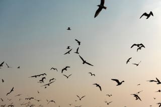 Qué significa que los pájaros vuelen todos juntos