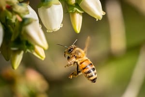 Qué significa ver volar una abeja cerca de casa (Imagen ilustrativa Freepik)