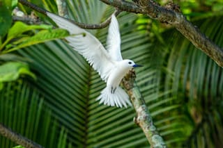 Qué significa que los pájaros canten durante el día en tu casa o jardín
