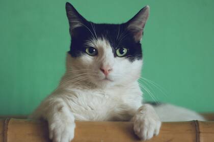 Qué signos de envejecimiento afloran en un gato
