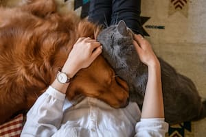 Qué signos se llevan bien con los animales y cuáles no