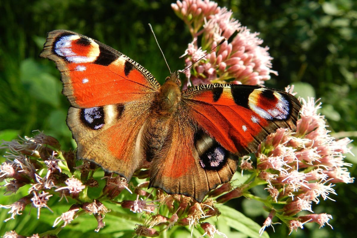 Qué son la teoría del caos y su efecto mariposa y cómo nos ayudan a entender mejor el universo (Foto: Pixabay)