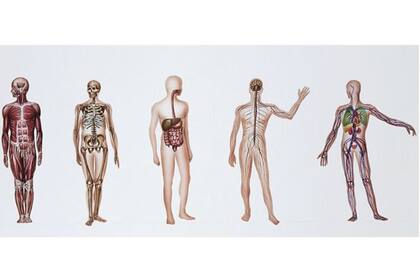¿Qué sucede cuando un cuerpo es donado a la ciencia médica?