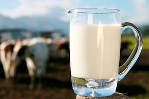 ¿Qué sucede en el cuerpo si consumes mucha leche a diario, según Harvard?
