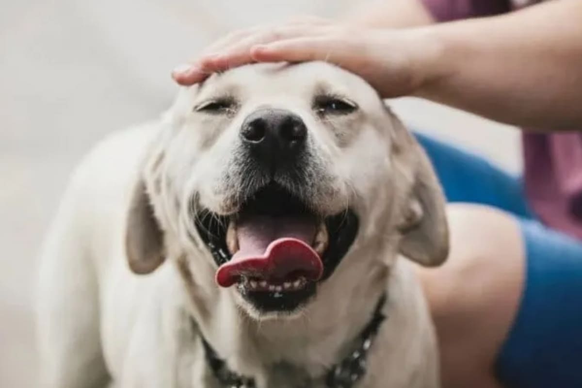 Qué tener en cuenta a la hora de acercarse a un perro