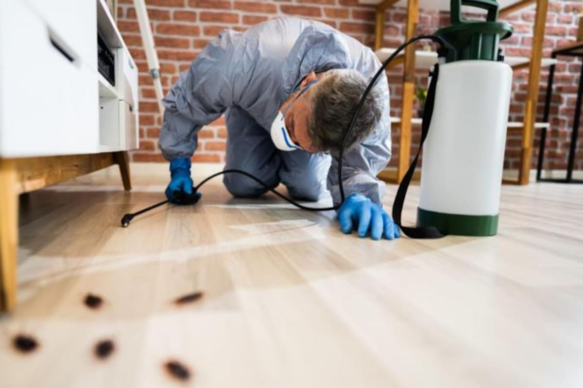 Qué tener en cuenta a la hora de eliminar a las cucarachas de tu casa