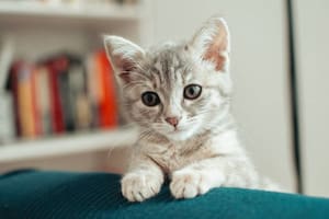 Qué tener en cuenta para la crianza de los gatos