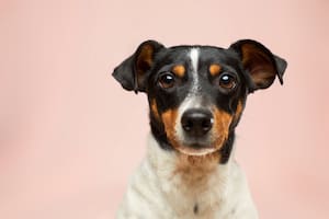 Qué tener en cuenta tras esterilizar a los perros