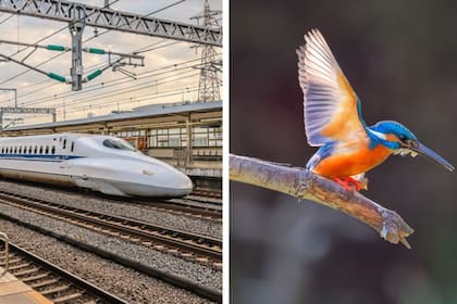 ¿Qué tienen en común el tren bala y el pájaro martín pescador?