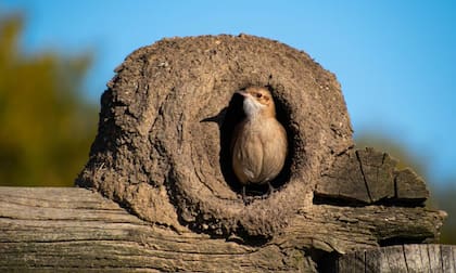 Que un hornero camine por tu jardín o construya su casa allí tiene un significado positivo