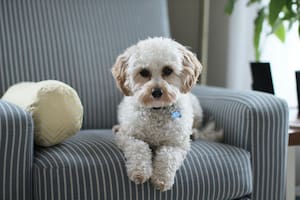 Que un perro no quiera salir a la calle puede ser un signo de miedo o malestar físico (Foto ilustrativa)