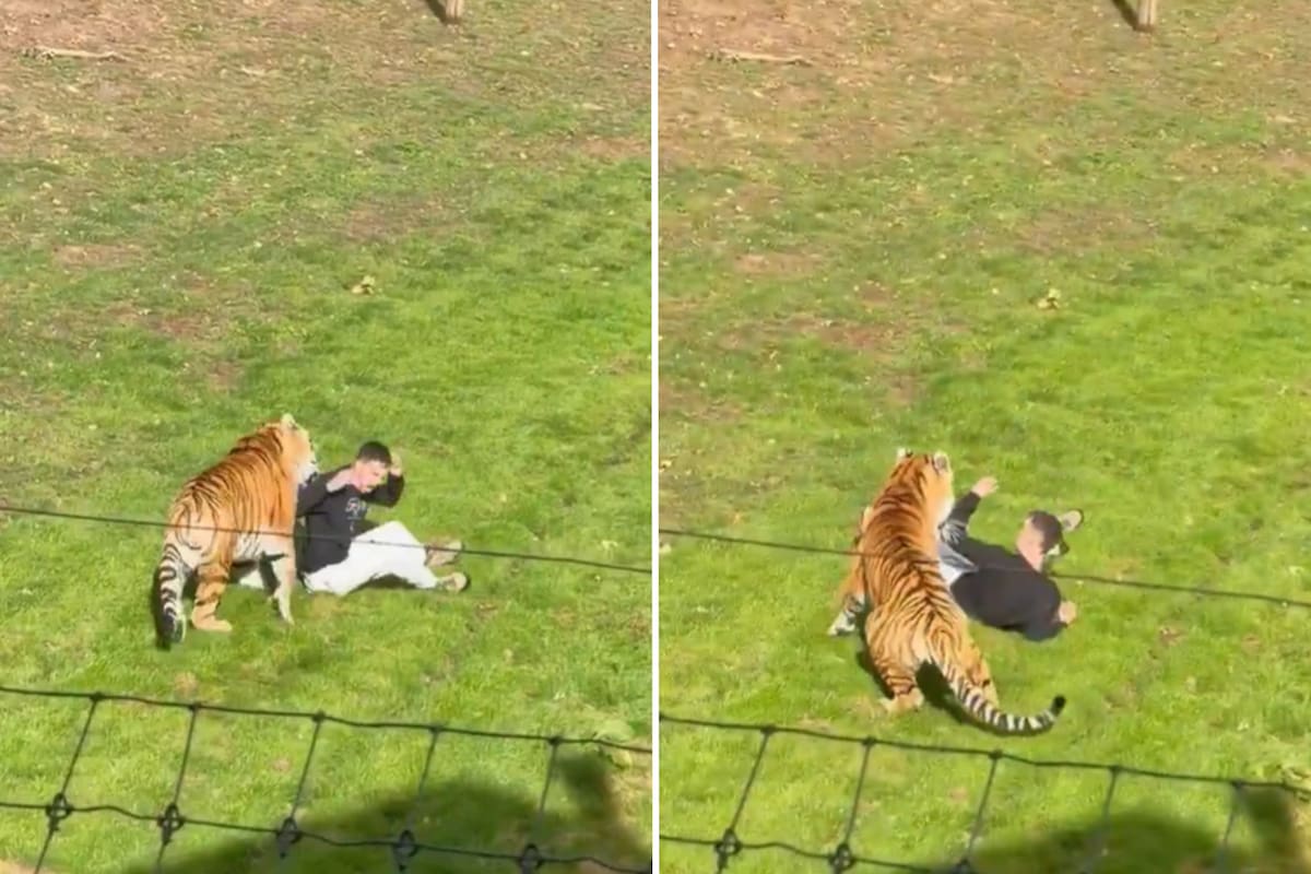 Qué va a pasar con el tigre que mató a un joven en Inglaterra: el comunicado del zoológico.