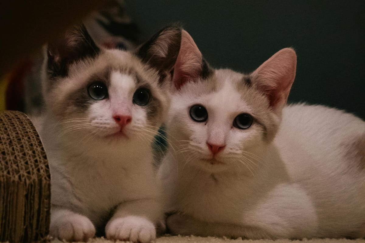 Qué ven los gatos cuando se apaga la luz