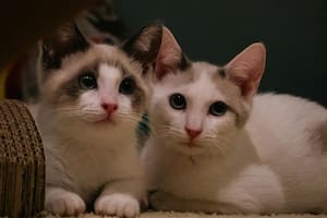 Qué ven los gatos cuando se apaga la luz