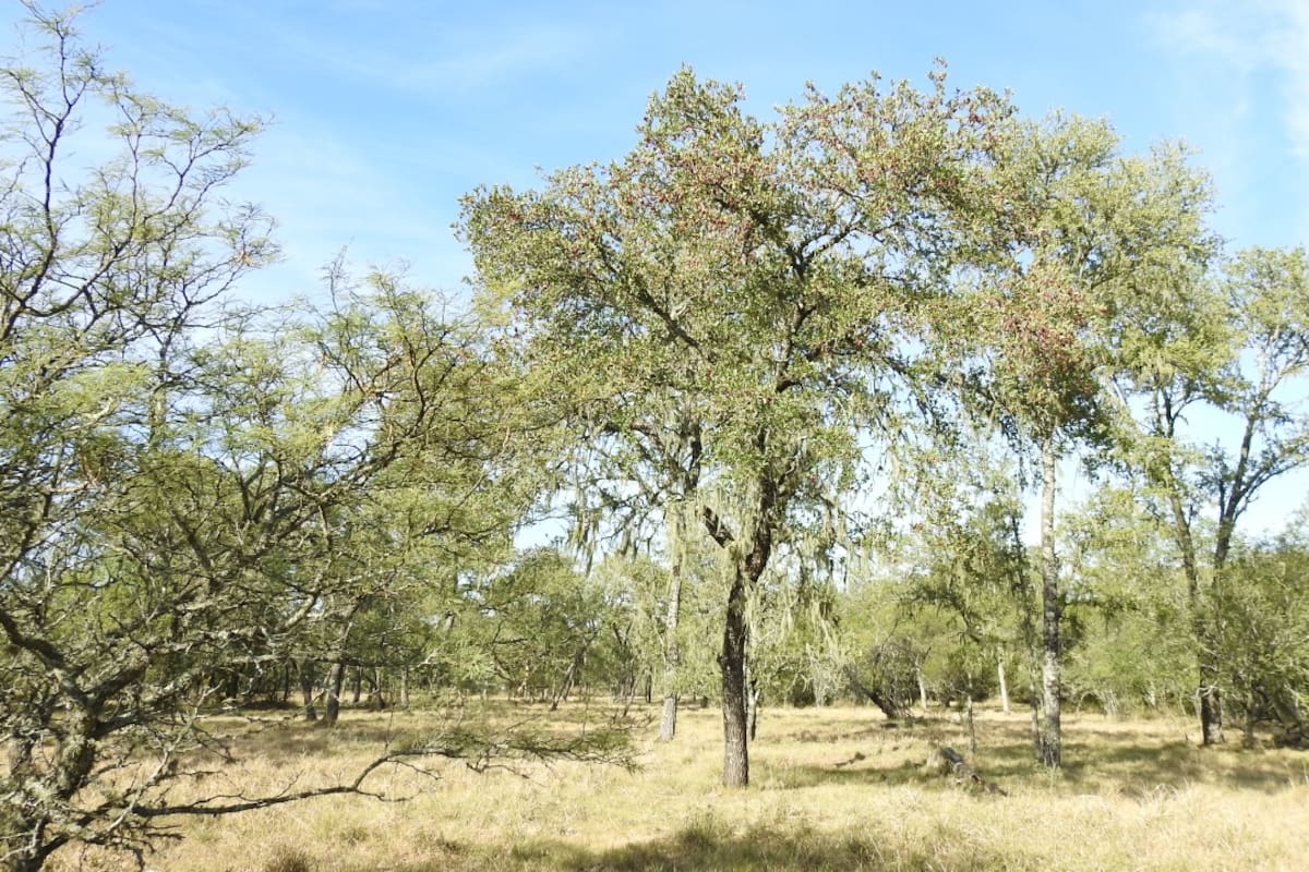 Quebracho colorado (Schinopsis balansae). Gentileza: César Massi
