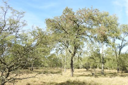 Quebracho colorado (Schinopsis balansae). Gentileza: César Massi