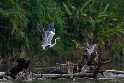 Quedan pocos migrantes en la selva del Darién en Panamá, pero el flujo dejó una crisis ambiental